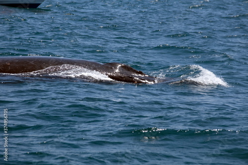 Blow hole of a humpback whale in Machalilla National Park, off the coast of Puerto Lopez, Ecuador photo