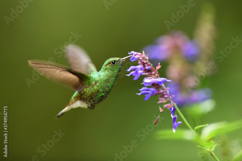 Coppery headed emerald is flying feeding nectar from blue flower photo