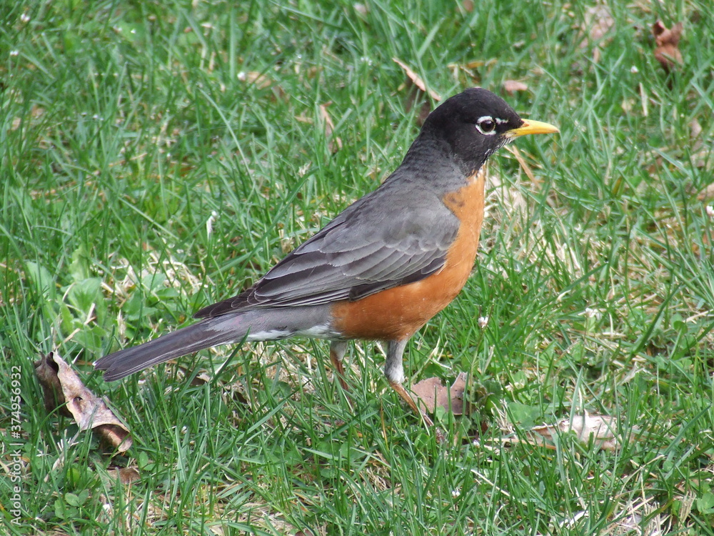 A robin in the grass in upstate New York. A robin in the grass in upstate New York.