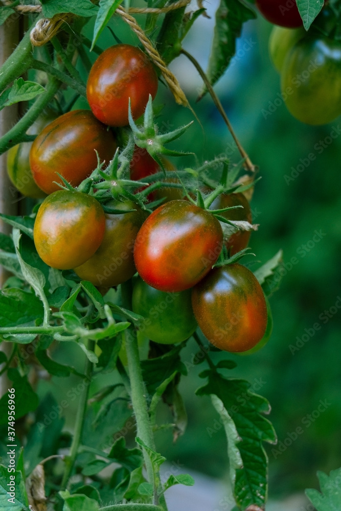 close up tomatoes in the garden, low key dark food photo of tomatoes