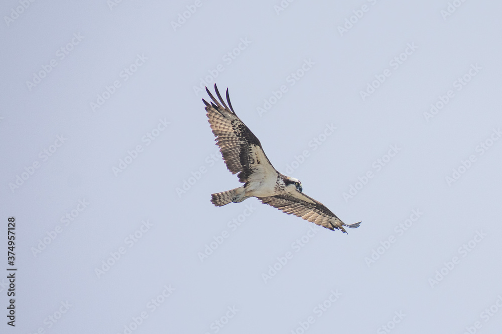 Fototapeta premium Hawk