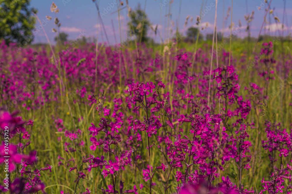 field of flowers field of flowers