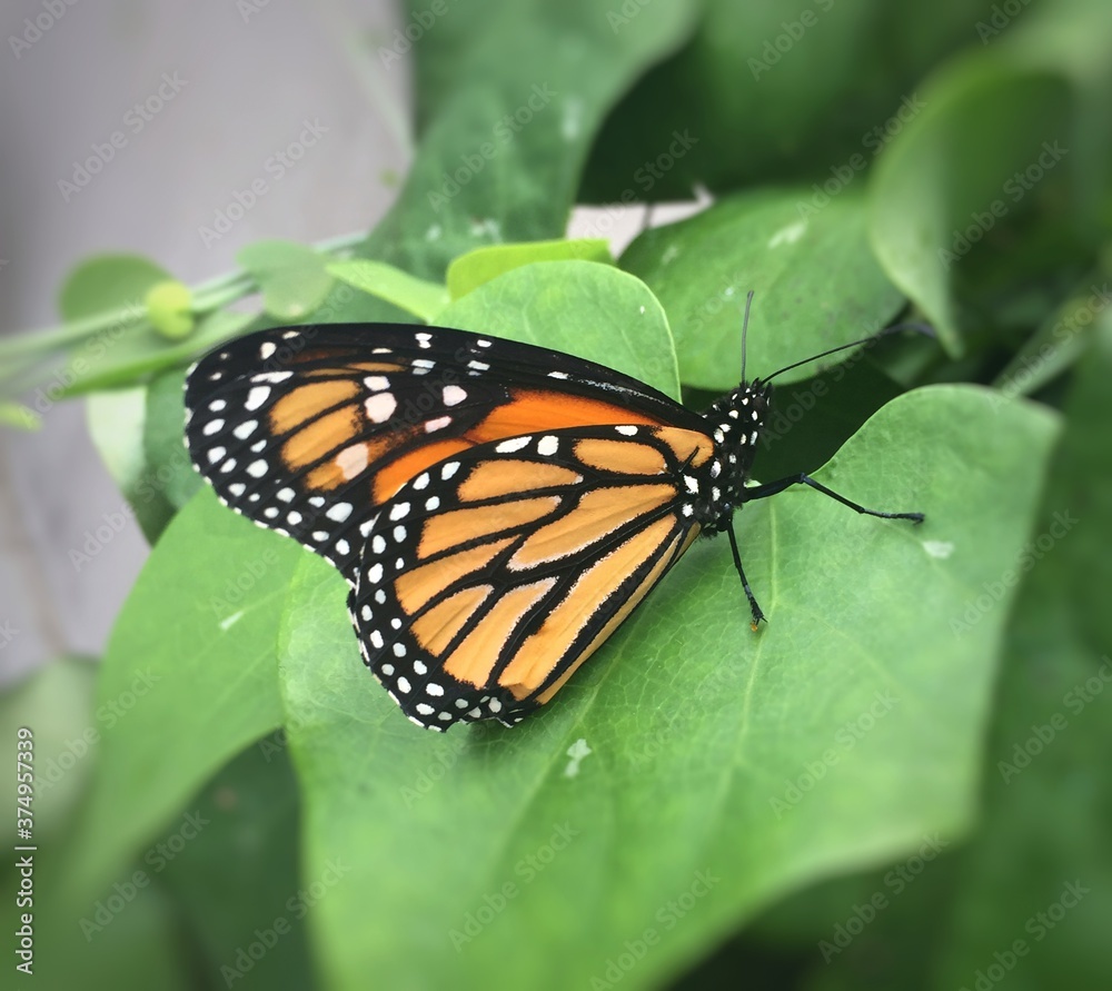 Fototapeta premium Monarca 