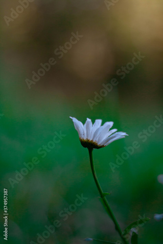 white daisy flower