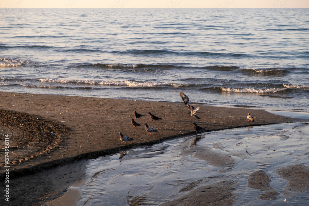 seagulls standing on the beach, Samsun, 2020 seagulls standing on the beach, Samsun, 2020