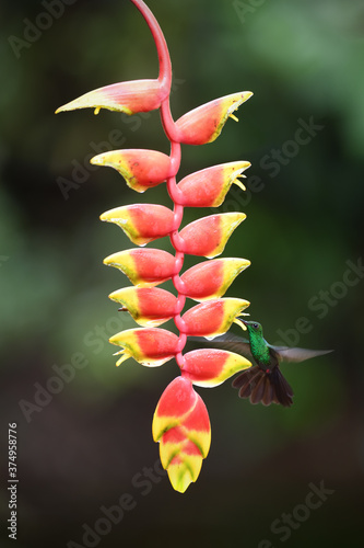 Bronze-tailed plumeleteer is flying feeding nectar from red yellow heliconia flower photo