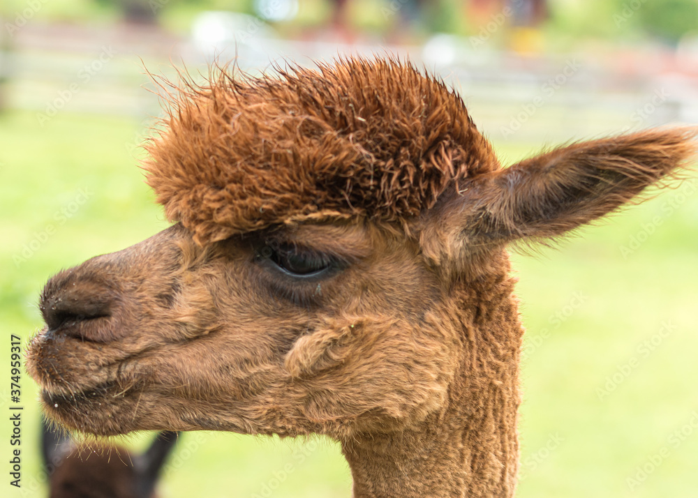 Obraz premium brązowa alpaka w zbliżeniu
