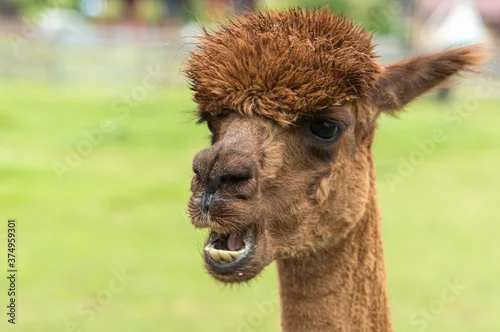 Fototapeta samoprzylepna brązowa alpaka w zbliżeniu
