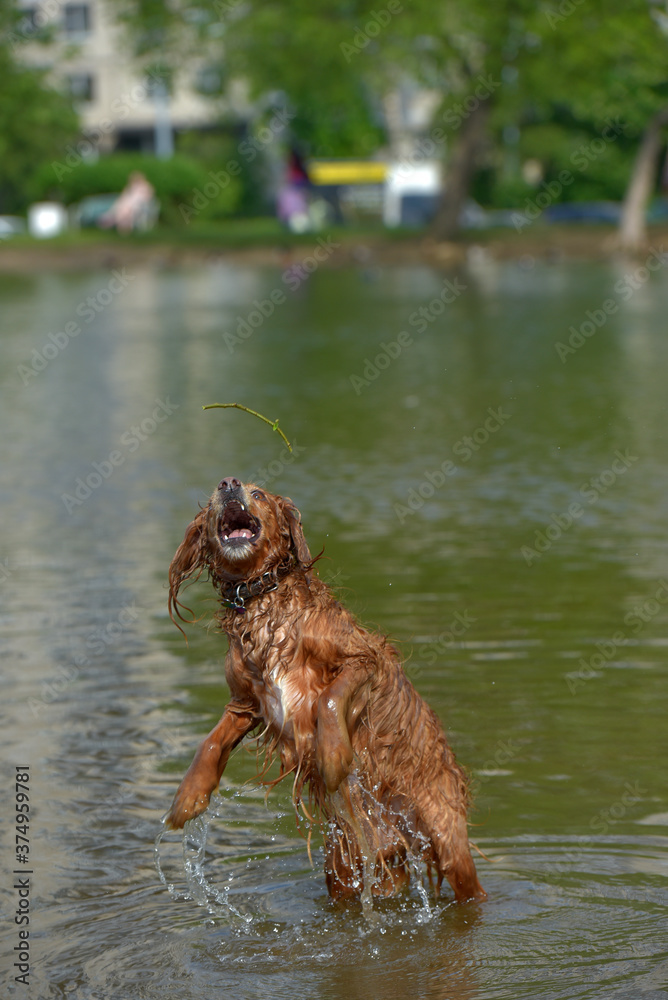 red english spaniel bathing and playing in the water