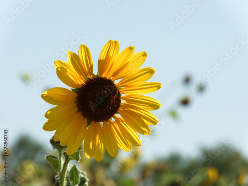 yellow sunflower against blue sky