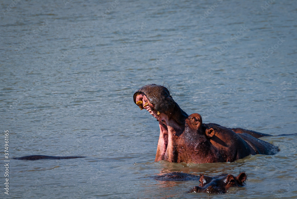 Fototapeta premium Hippo head coming out of water with wide open mouth