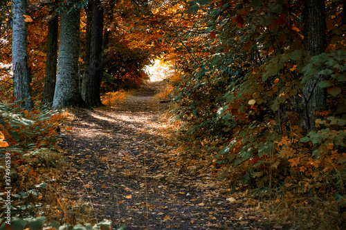  Walking path in an autumn park surrounded by foliage