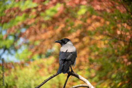 A great gray crow sitting on a branch