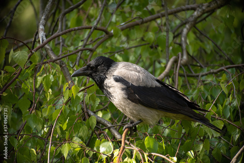 A great gray crow sitting on a branch