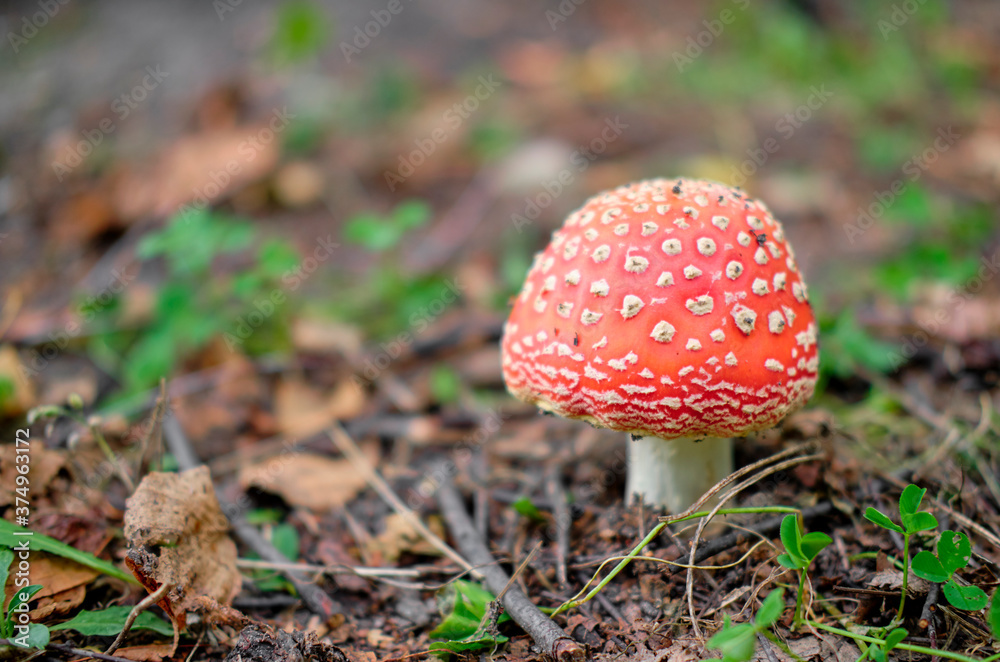 fly agaric in the forest. red mushroom fly agaric in the forest. red mushroom