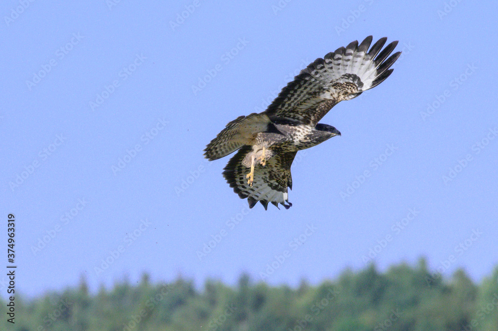 Fototapeta premium A hawk taking off from a haystack