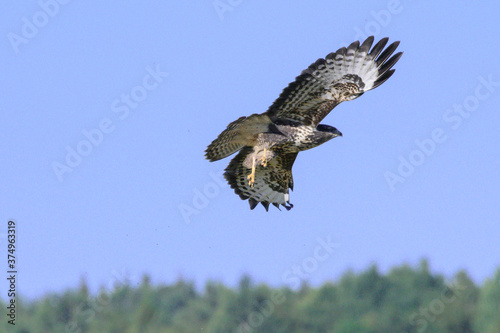 A hawk taking off from a haystack