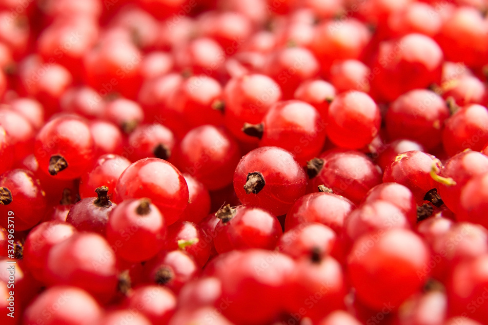 Red currant fresh berries closeup Red currant fresh berries closeup