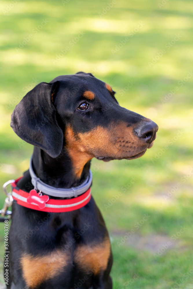 Doberman puppy portrait on a walk Doberman puppy portrait on a walk