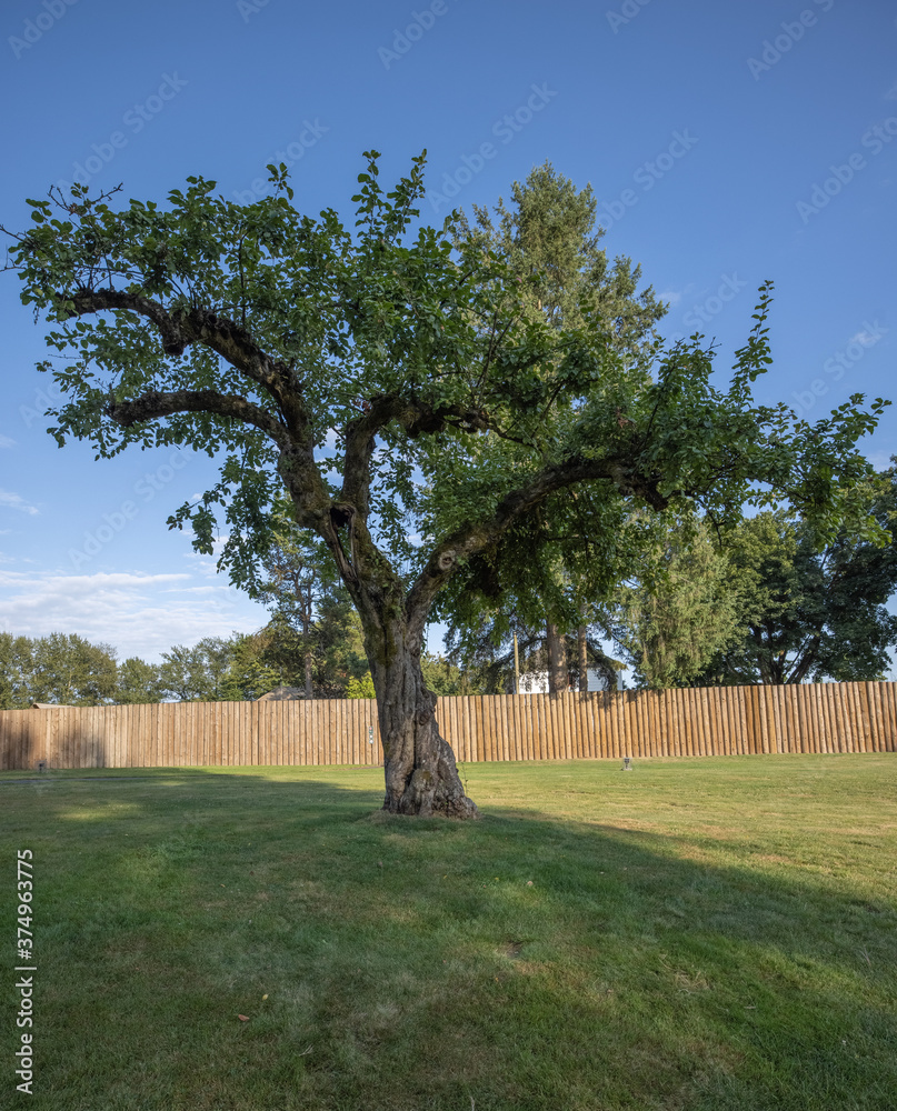 Large apple tree isolated historic Fort Langley