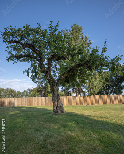 Obraz na płótnie Large apple tree isolated historic Fort Langley w salonie