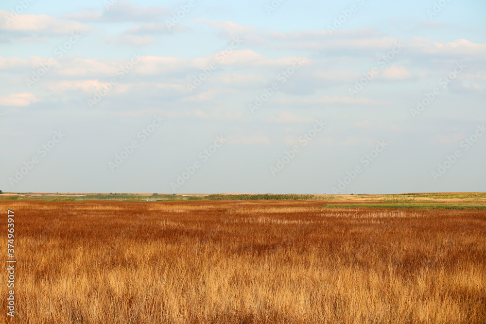 reed field landscape autumn season