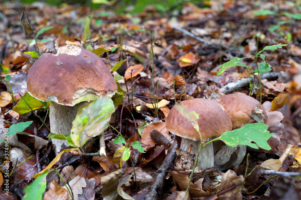 outdoor shot of edible mushrooms, natural photo taken in the forest. outdoor shot of edible mushrooms, natural photo taken in the forest.