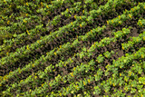 Yellow sunflowers field panorama from aerial view. High quality photo
