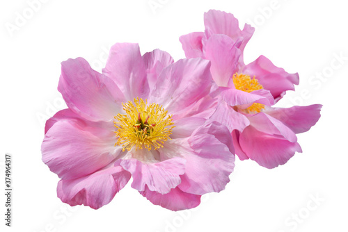 couple of pink peony flower isolated on white