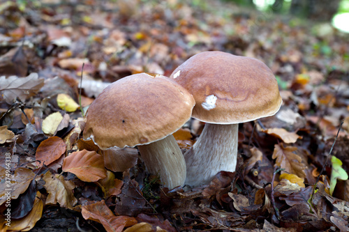 outdoor shot of edible mushrooms, natural photo taken in the forest. © Michael