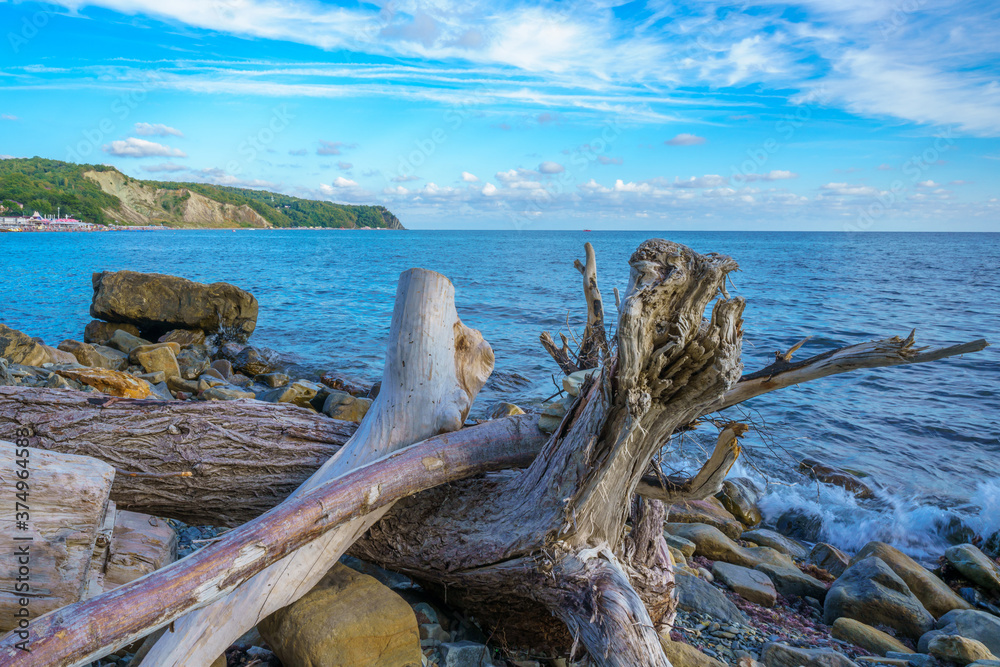 Close Up of old tree with roots at the beach against the water.