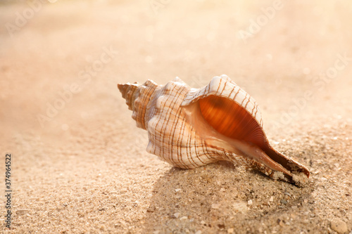 Fototapeta Naklejka Na Ścianę i Meble -  Beautiful exotic sea shell on sandy beach