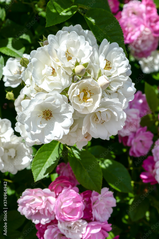 pink and white roses in garden pink and white roses in garden