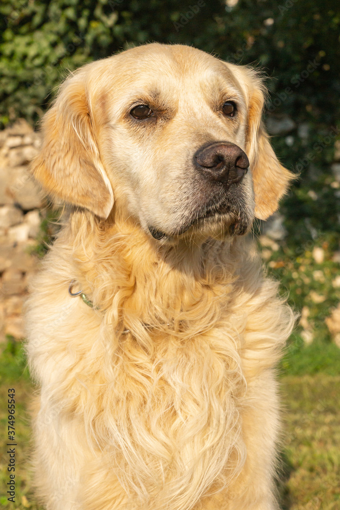 Friendly purebred cream-colored Golden Retriever dog seen outdoors on a summer day