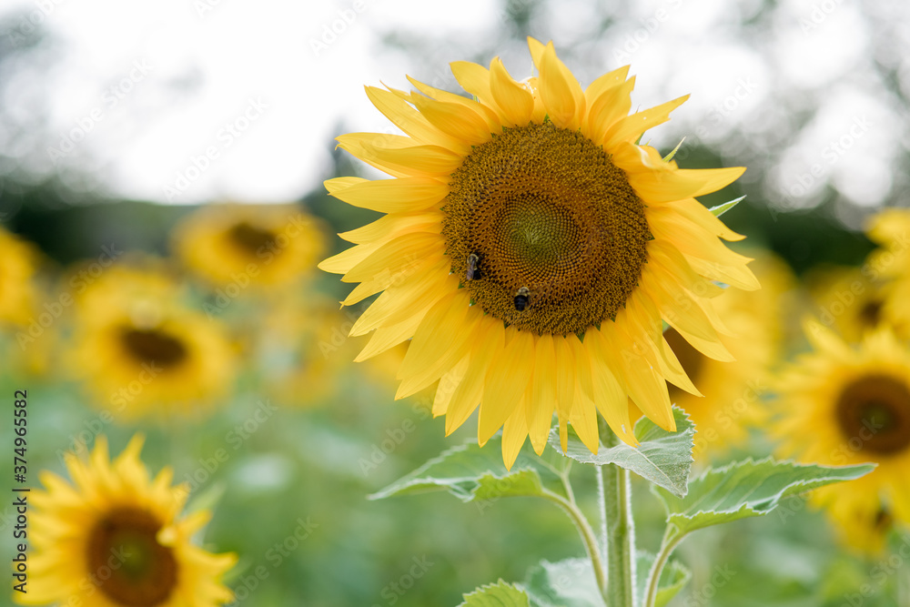two bees on a sunflower