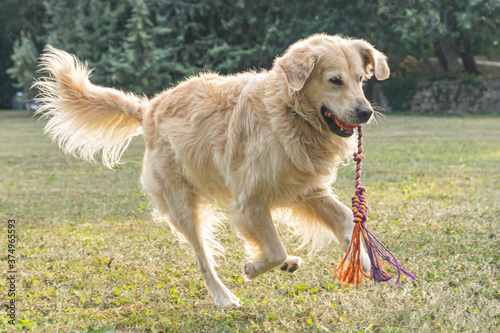 Friendly purebred cream-colored Golden Retriever dog seen outdoors on a summer day