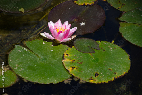 flowers on water