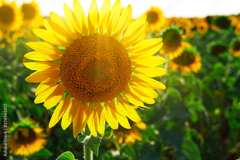 sunflower - bright field with yellow flowers, beautiful summer landscape sunflower - bright field with yellow flowers, beautiful summer landscape
