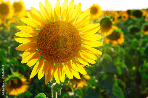 sunflower - bright field with yellow flowers  beautiful summer landscape