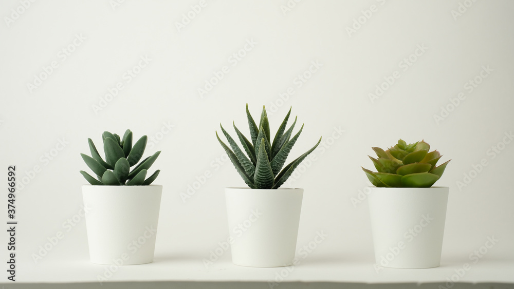 minimal plant pot for decoration and mock up . decorative cactus potted.