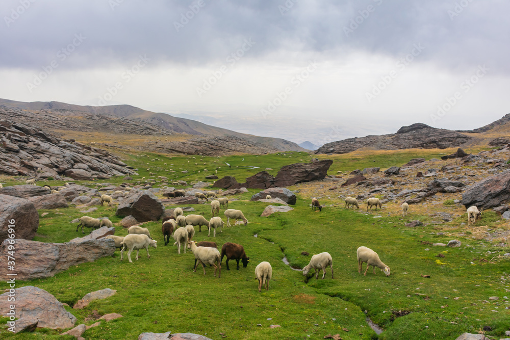 Flock of sheep grazing on the peaks of Sierra Nevada