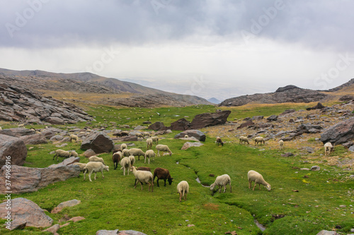 Flock of sheep grazing on the peaks of Sierra Nevada photo