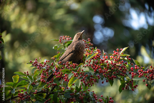 fieldfare sitting on a branch close-up