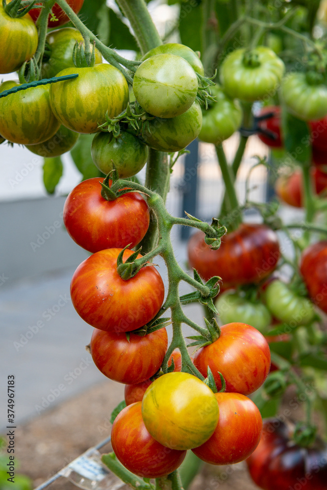red, colorful and sweet tomatoes growing on the bush, photographed in the garden