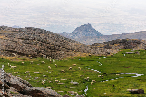 Flock of sheep grazing on the peaks of Sierra Nevada