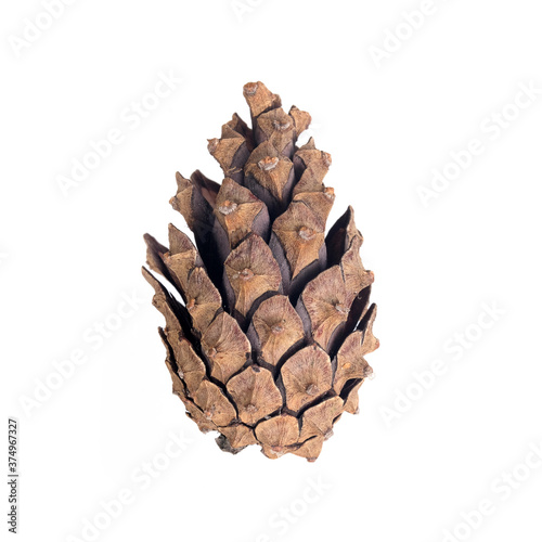 Natural pine cone isolated on white background