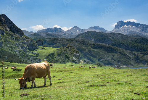 Prado con vaca