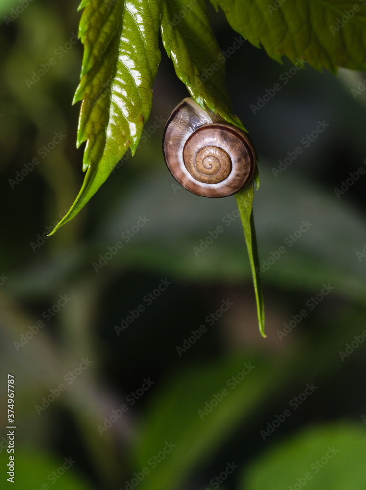 small snail on a leaf