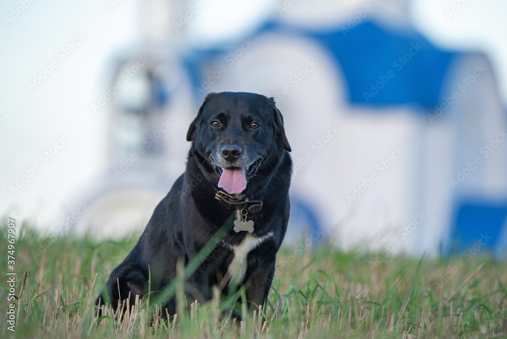 Portrait of a beautiful black labrador in a field, in the distance you can see a church. Portrait of a beautiful black labrador in a field, in the distance you can see a church.