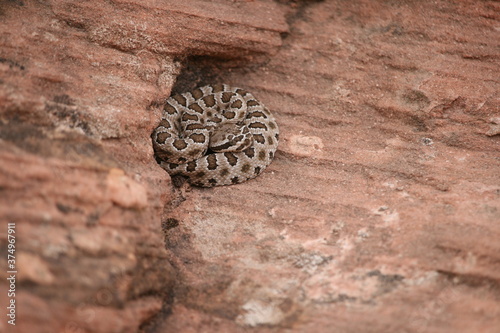 Curled Up Snake (Midget Faded Rattlesnake)